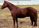 Quarter Horse - Horse for Sale in Vinita, OK 74301