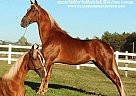 Tennessee Walking - Horse for Sale in Lewisburg, TN 37091