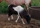 Miniature - Horse for Sale in Adams, NE 68301