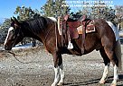 Spotted Saddle - Horse for Sale in Crawford, CO 81415