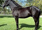 Paso Fino - Horse for Sale in POPPLARVILLE, MS 39470