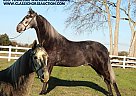 Tennessee Walking - Horse for Sale in Lewisburg, TN 37091