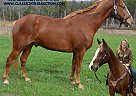 Tennessee Walking - Horse for Sale in PARKHILLS, MO 63601