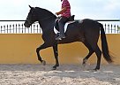 Andalusian - Horse for Sale in Alicante,  03296