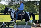 Spotted Saddle - Horse for Sale in Hagerstown, MD 21740