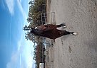 Other - Horse for Sale in Anza, CA 92539