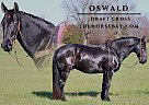 Draft - Horse for Sale in Tompkinsville, KY 42167