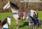 Kentucky Mountain - Horse for Sale in Gillsville, GA 30543