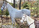 Tennessee Walking - Horse for Sale in Winchester, KY 40391