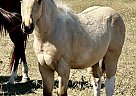 Paint - Horse for Sale in Rockdale, TX 76567