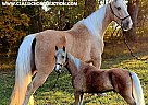 Tennessee Walking - Horse for Sale in Gillsville, GA 30543