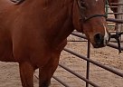 Quarter Horse - Horse for Sale in Doyle, CA 96109