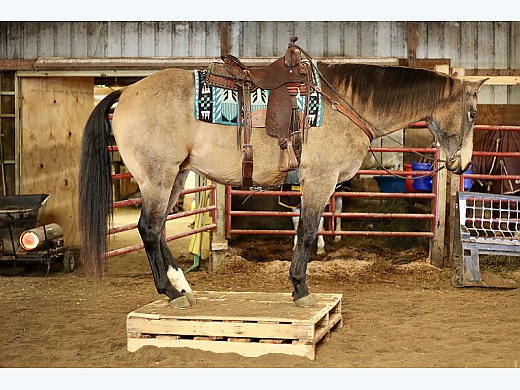 Dead Broke Buckskin Gelding | Male Quarter Horse in Valley ...