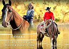 Quarter Horse - Horse for Sale in Fishtail, MT 59028