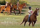 Quarter Horse - Horse for Sale in Fishtail, MT 59028