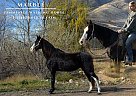 Tennessee Walking - Horse for Sale in Fort Collins, CO 80524