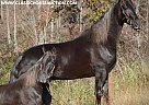 Tennessee Walking - Horse for Sale in Hustonville, KY 37091