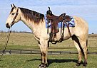 Quarter Horse - Horse for Sale in Barnard, VT 05031