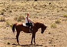 Thoroughbred - Horse for Sale in Winslow, AZ 86047 Thoroughbred - Horse for Sale in Winslow, AZ 86047