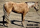 Quarter Horse - Horse for Sale in Bitterwater, CA 40501