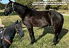 Tennessee Walking - Horse for Sale in Fayetteville, TN 37334