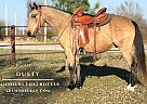 Missouri Fox Trotter - Horse for Sale in Houston, MO 65483