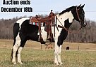 Tennessee Walking - Horse for Sale in Whitley City, KY 40501