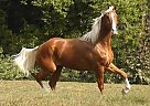 Palomino - Horse for Sale in Los-angeles, CA 91352