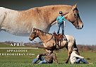 Appaloosa - Horse for Sale in Whitley City, KY 40701