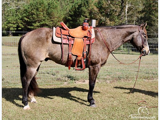 Quarter Horse Ranch & Trail