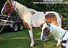 Spotted Saddle - Horse for Sale in OTIS ORCHARDS, WA 99027