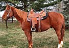 Quarter Horse - Horse for Sale in Xenia, OH 45385