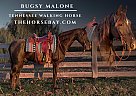 Tennessee Walking - Horse for Sale in Woodburn, KY 42170