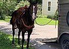 Quarab - Horse for Sale in Bathurst, NB E2A 4N3