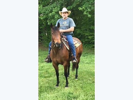 Bay Mare(High Brow Cat) - Quarter Horse for Sale in ...