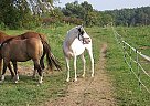 Paint - Horse for Sale in Hudson, NY 