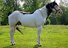 Paint - Horse for Sale in Hudson, NY 