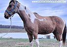 Spotted Saddle - Horse for Sale in Smithville, TN 37166