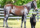 Mule - Horse for Sale in Pendleton, KY 40055