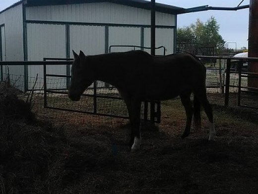 black and white horse teddy