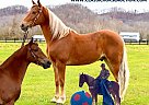 Tennessee Walking - Horse for Sale in SALTLICK, KY 40371