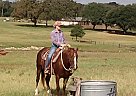 Quarter Horse - Horse for Sale in Washington, TX 77880