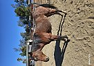 Quarter Horse - Horse for Sale in Wildomar, CA 92595