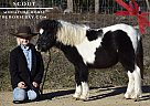 Miniature - Horse for Sale in Antlers, OK 74523