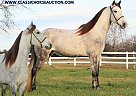 Missouri Fox Trotter - Horse for Sale in Lewisburg, TN 37091