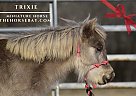 Miniature - Horse for Sale in Antlers, OK 74523