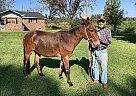 Mule - Horse for Sale in Decatur, MS 39301