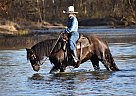 Gypsy Vanner - Horse for Sale in Taneyville, MO 65759