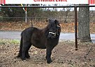 Miniature - Horse for Sale in Rocky Comfort, MO 64861