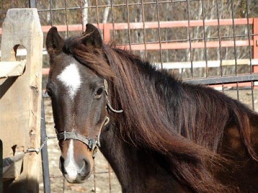 Hackney Pony Mare Olive Hackney Horse For Sale In West Townshend Vt